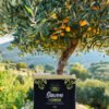 Savon Exfoliant à la Figue de Barbarie, Argan et Fleur d'Oranger